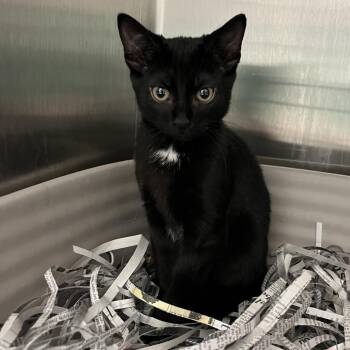 Nitro -  Domestic Short Hair Cat for Adoption in Philadelphia, Pennsylvania - Nitro | PetCurious