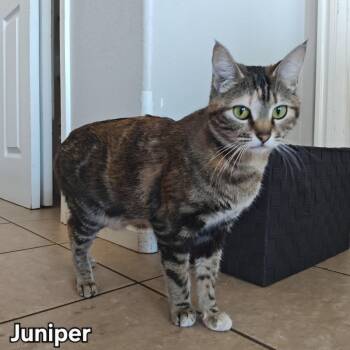 Domestic Short Hair Cats Available for Adoption in Layton, Utah - Juniper | PetCurious