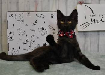McCoy -  Domestic Medium Hair Cat for Adoption in Roanoke, Texas - McCoy | PetCurious