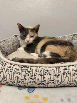 Domestic Short Hair Cats Available for Adoption in West Mifflin, Pennsylvania - Ellis Grey | PetCurious