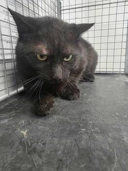 Domestic Short Hair Cats Available for Adoption in Sevierville, Tennessee - Thistle | PetCurious