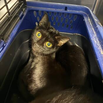 Treasure Chest -  Domestic Short Hair Cat for Adoption in Greensboro, North Carolina - Treasure Chest | PetCurious