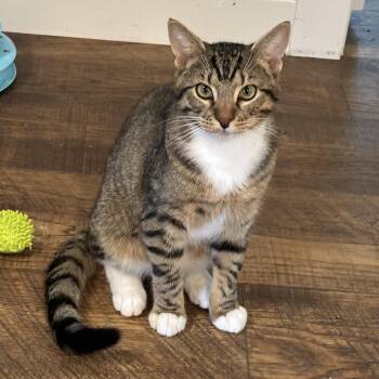 Rescue Tabby Cats for Adoption in Brierfield, Alabama - Rocco | PetCurious
