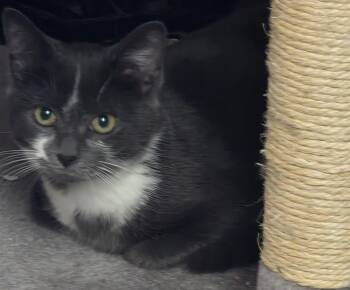 Rescue Domestic Short Hair Cats for Adoption in Sterling Heights, Michigan - Daisy | PetCurious