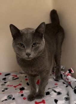 Domestic Short Hair Cats Available for Adoption in Columbia, Tennessee - Gordon | PetCurious