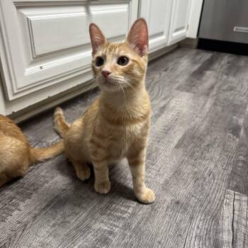Kodiak -  Domestic Medium Hair Cat for Adoption in North Richland Hills, Texas - Kodiak | PetCurious
