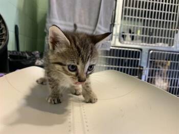 ZOOK -  Domestic Short Hair Cat for Adoption in Grand Prairie, Texas - ZOOK | PetCurious
