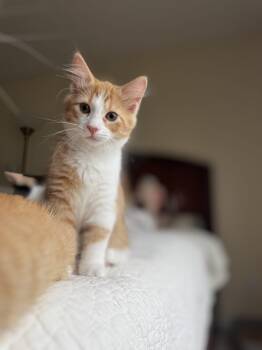 Buster Bluth -  Domestic Short Hair Cat for Adoption in Fishers, Indiana - Buster Bluth | PetCurious