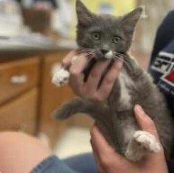 Domestic Short Hair Cats Available for Adoption in Kansas City, Missouri - Big Mouth Bites | PetCurious