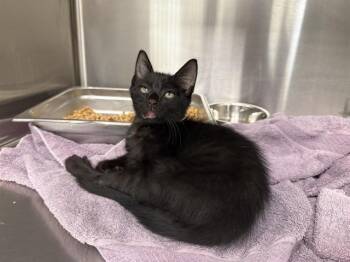 SWEETGUM -  Domestic Short Hair Cat for Adoption in Rowlett, Texas - SWEETGUM | PetCurious