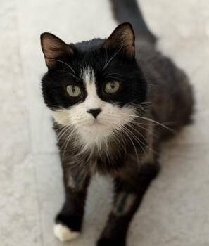 Domestic Medium Hair Cats Available for Adoption in Cumberland, Maine - Potato | PetCurious