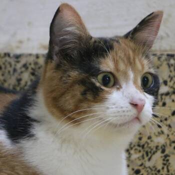 Rescue Persian and Calico Cats for Adoption in Brampton, Ontario - Lole | PetCurious