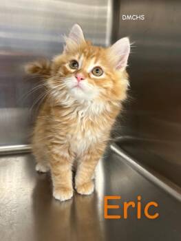 Eric -  Domestic Long Hair Cat for Adoption in Burlington, Iowa - Eric | PetCurious