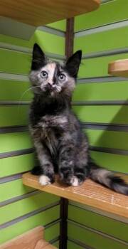 CARAMELLA -  Domestic Medium Hair Cat Available for Adoption in St. Peters, Missouri - CARAMELLA | PetCurious