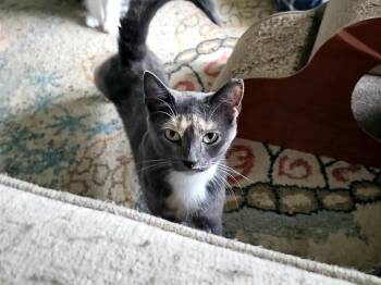 Rescue Domestic Short Hair Cats for Adoption in Roanoke, Virginia - Gracie | PetCurious
