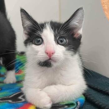 Cream (bonded w/ Cookie) -  Domestic Short Hair Cat for Adoption in Oakland, California - Cream (bonded W/ Cookie) | PetCurious