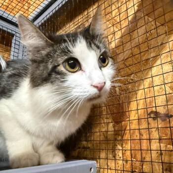 Ruby (The Forgotten) -  Domestic Long Hair Cat for Adoption in Lancaster, Ohio - Ruby (The Forgotten) | PetCurious