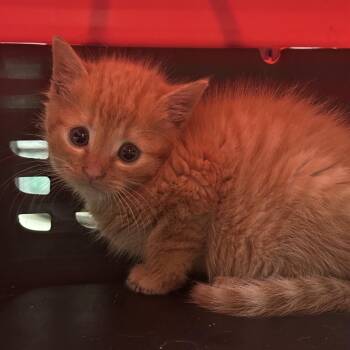 Domestic Short Hair Cats Available for Adoption in Lynchburg, Virginia - Lida | PetCurious