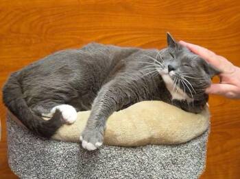 Leo -  Domestic Short Hair Cat for Adoption in Mayfield, New York - Leo | PetCurious