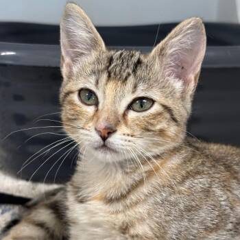 Melanie -  Domestic Short Hair Cat for Adoption in League City, Texas - Melanie | PetCurious
