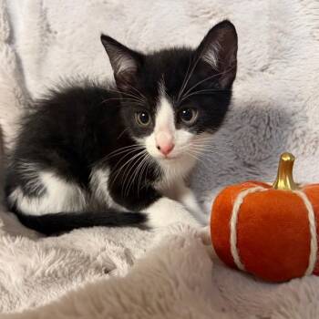 Mando -  Domestic Medium Hair Cat for Adoption in Lewisville, Texas - Mando | PetCurious