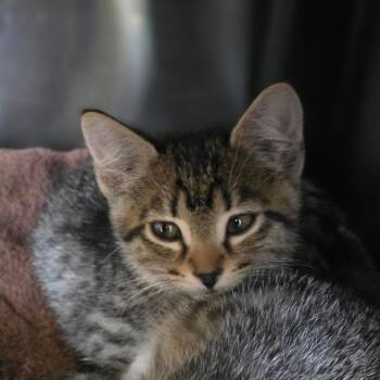 Sonic -  Domestic Short Hair Cat for Adoption in Spokane, Washington - Sonic | PetCurious