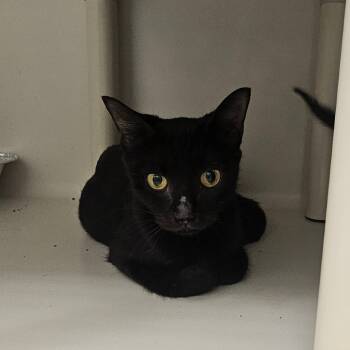 Rescue Domestic Short Hair Cats for Adoption in Sarasota, Florida - Haku | PetCurious