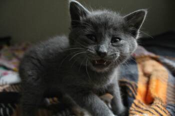 Russian Blue and Domestic Short Hair Cats Available for Adoption in Buford, Georgia - Riddle | PetCurious