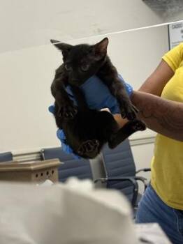 Razzle -  Domestic Short Hair Cat for Adoption in Shreveport, Louisiana - Razzle | PetCurious