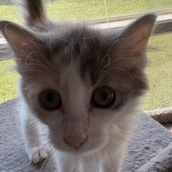 Rescue Domestic Long Hair and Dilute Calico Cats for Adoption in Kirklin, Indiana - Tortellini | PetCurious
