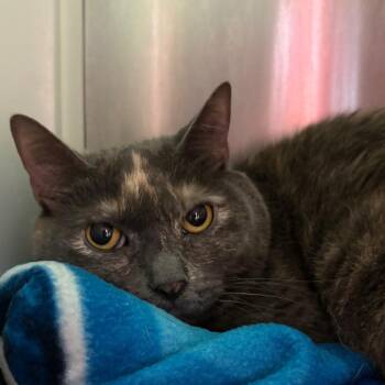Domestic Short Hair Cats Available for Adoption in Fairport, New York - Sonya | PetCurious