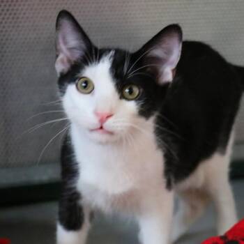 Chino -  Domestic Short Hair Cat for Adoption in Sarasota, Florida - Chino | PetCurious