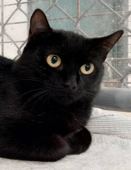 Mysteria -  Domestic Short Hair Cat for Adoption in Rehoboth, Massachusetts - Mysteria | PetCurious