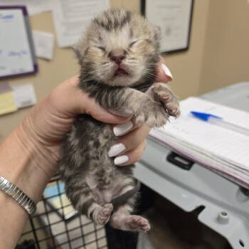 Troy -  Domestic Short Hair Cat for Adoption in Wickenburg, Arizona - Troy | PetCurious