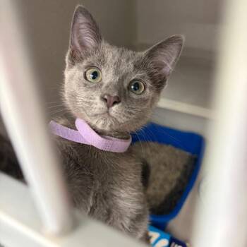 Ginny -  Domestic Short Hair Cat for Adoption in Lakewood, California - Ginny | PetCurious