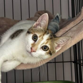 Peave -  Domestic Short Hair Cat for Adoption in Norton, Massachusetts - Peave | PetCurious