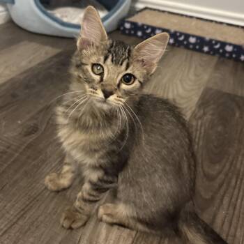 Tory -  Domestic Medium Hair Cat for Adoption in Cat Spring, Texas - Tory | PetCurious
