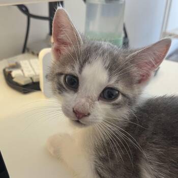 Bubbles -  Domestic Short Hair Cat for Adoption in Weehawken Township, New Jersey - Bubbles | PetCurious