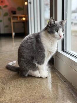 Houdini -  Domestic Short Hair Cat for Adoption in Ferndale, Michigan - Houdini | PetCurious