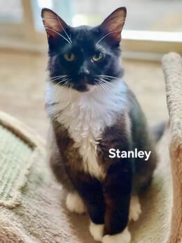 Stanley aka Stan the man -  Domestic Medium Hair Cat for Adoption in Antioch, California - Stanley Aka Stan The Man | PetCurious