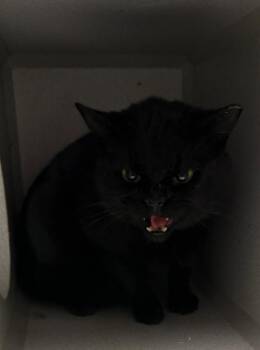 Domestic Short Hair Cats Available for Adoption - Sebastian | PetCurious