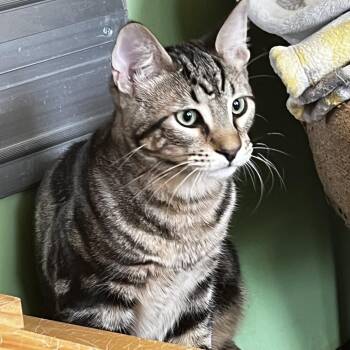Beetle -  Domestic Short Hair Cat for Adoption in Lenexa, Kansas - Beetle | PetCurious