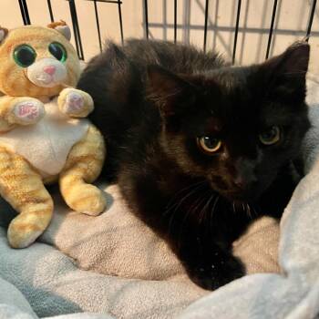 Driver -  Domestic Short Hair Cat for Adoption in Chicago, Illinois - Driver | PetCurious
