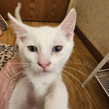 Orion -  Domestic Short Hair Cat for Adoption in Carroll, Iowa - Orion | PetCurious