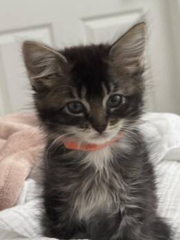 FIGARO -  Domestic Long Hair Cat for Adoption in Burbank, California - FIGARO | PetCurious
