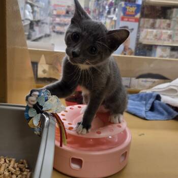 Oreo, Mochi, Mittens, Luna -  Domestic Short Hair Cat for Adoption in Worcester, Massachusetts - Oreo, Mochi, Mittens, Luna | PetCurious