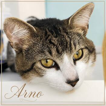 Arno-the Formidable, Rockstar Rescue Professional Sidekick -  Tabby Cat Available for Adoption in Laurel, Maryland - Arno-the Formidable, Rockstar Rescue Professional Sidekick | PetCurious