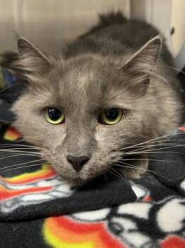 ABBOTT -  Domestic Short Hair Cat for Adoption - ABBOTT | PetCurious