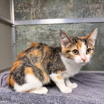 Tofu -  Domestic Short Hair Cat for Adoption in Paducah, Kentucky - Tofu | PetCurious