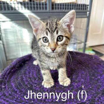 Jhennygh -  Domestic Short Hair Cat for Adoption in Stoughton, Wisconsin - Jhennygh | PetCurious